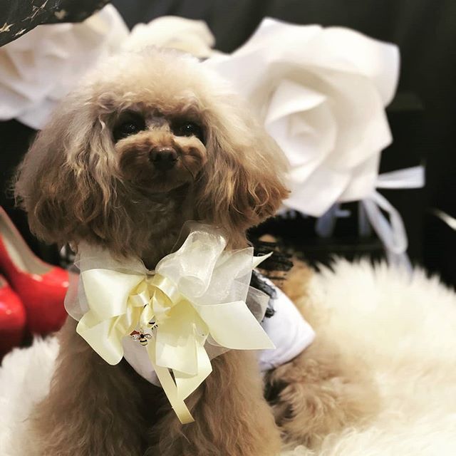 オーダーリボン